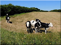H5375 : Curious cattle, Fernagh by Kenneth  Allen