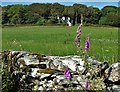 View to Glove Hill Lodge and Glove Hill Plantation