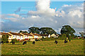 Cattle in field behind Oaklands Drive (2007)