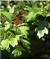 Comma butterfly (Polygonia c-album) by Beverley Brook (1)