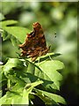 Comma butterfly (Polygonia c-album) by Beverley Brook (2)