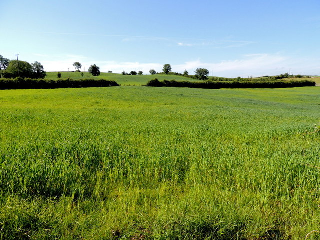 Crop field, Drumnahoe