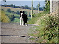 A distant dog, Drumnahoe