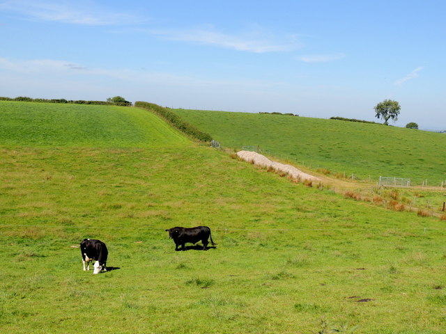 Cow and bull, Ballymullarty
