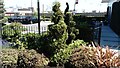 View of a topiary hedge in the Colindale Gardens development from Colindale Avenue