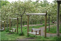 NU1913 : Swing Seats in the Cherry Orchard by Peter Jeffery