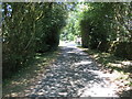 Tree lined Denton Road near Hardisty