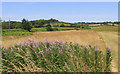 SU8198 : Summer Grassland near Saunderton by Des Blenkinsopp