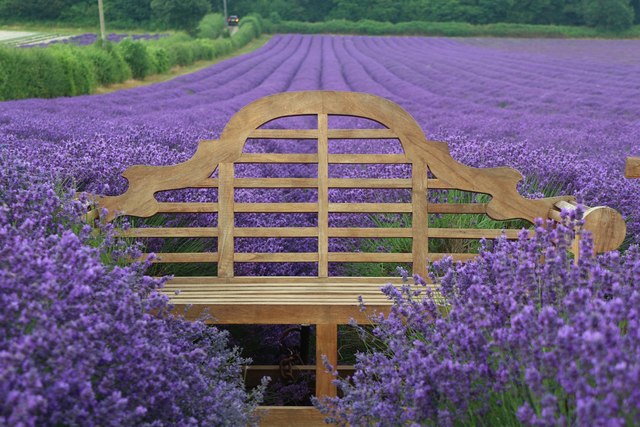 Lavender at Castle Farm