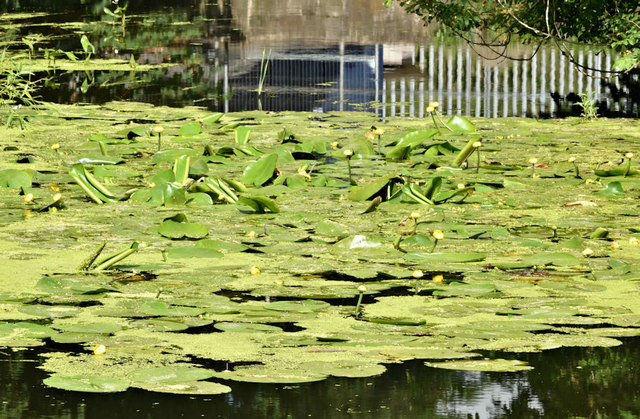 Water lilies, Lagan canal. Lambeg (July 2018)