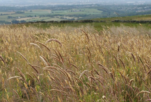 Grasses, Blairskaith Muir