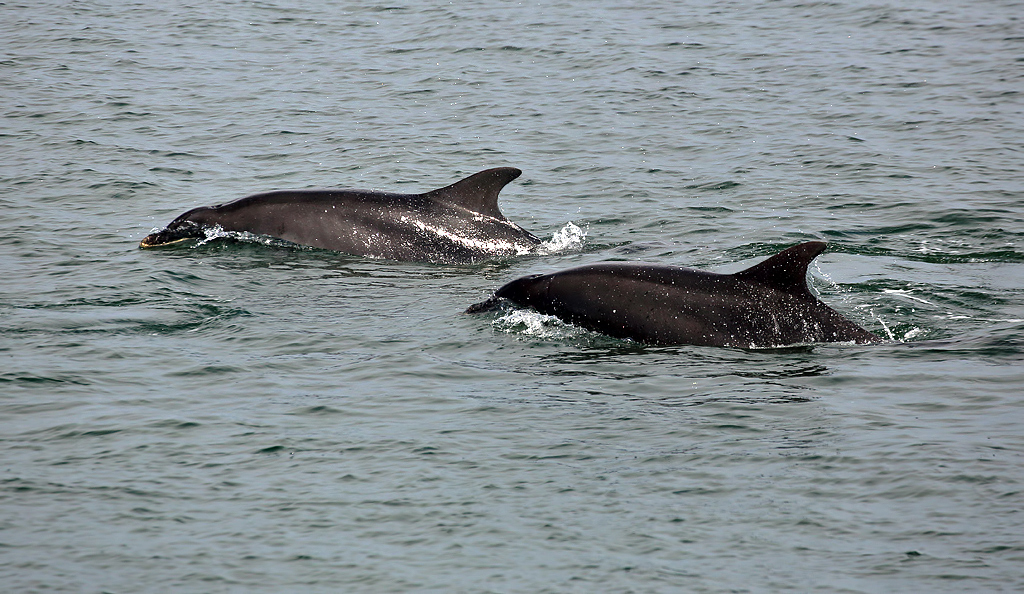 Bottlenose dolphins at Cromarty © Walter Baxter :: Geograph Britain and ...