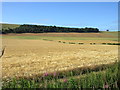 Golden field of barley