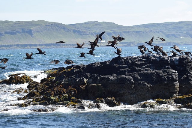 Cairn na Burgh Beg - Birds taking flight