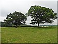 Two trees at Higher Allshire Farm