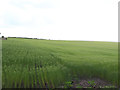 Flax field by the A61