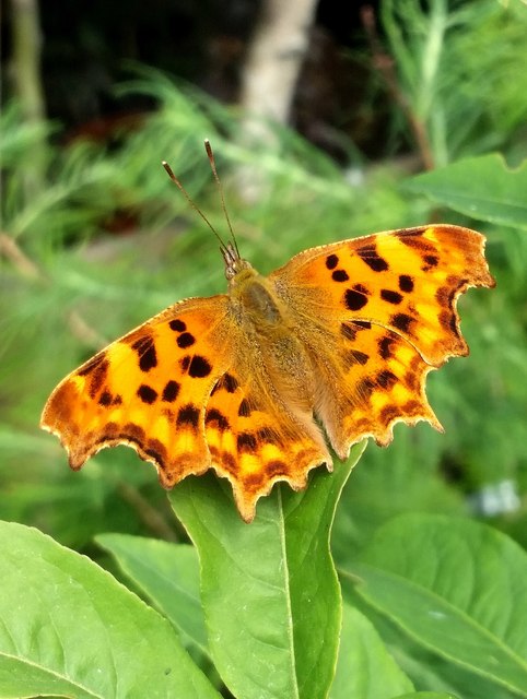 Polygonia c-album, Comma butterfly