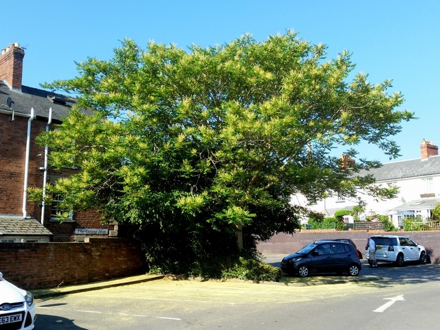 Large tree in the Maltings car park