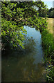 River Nadder from Horse Shoe Bridge