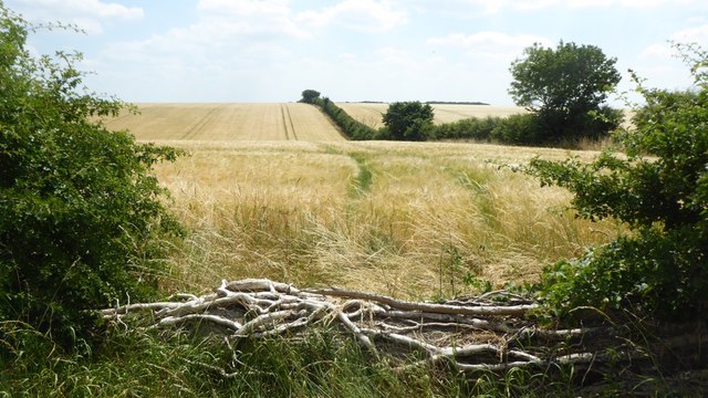Barley field with hedges