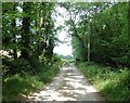 Sheep in the road at Nightcott Bridge