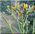 Cinnabar moth caterpillars