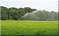Watering the Crops near Little Ausgates, Covehithe