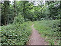 Woodland Bridleway ascending Bentcliffe Hill