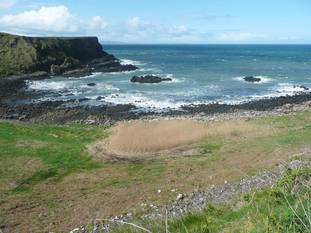 Reeds by the sea, Giant's Causeway