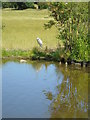 Juvenile grey heron