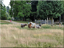 TQ2938 : Wooden cattle, Worth Park, Crawley by Robin Webster