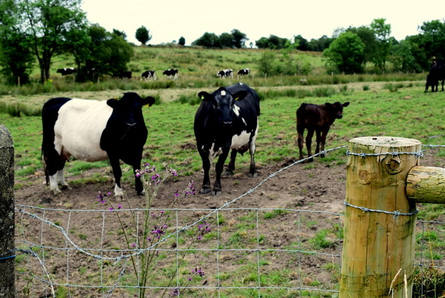 Cattle, Mullanatoomog © Kenneth Allen cc-by-sa/2.0 :: Geograph Ireland