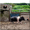 H3876 : Hens and pig, Mullanatoomog by Kenneth  Allen