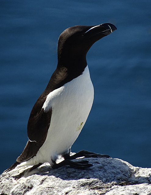 Razorbill (Alca torda) © Anne Burgess :: Geograph Britain and Ireland