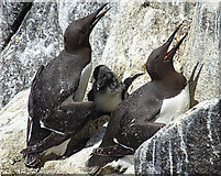 NT6599 : Guillemots (Uria aalge) by Anne Burgess