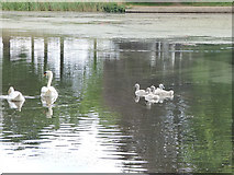 SE3338 : Swans with cygnets, Upper Lake, Roundhay Park by Stephen Craven