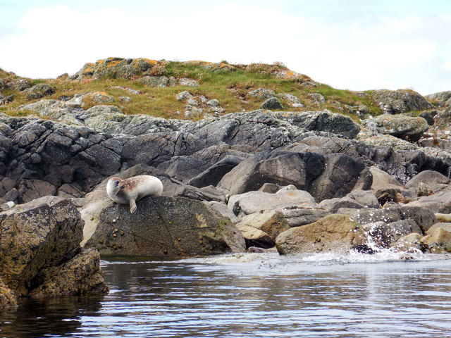 Seals at North Score Holm