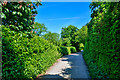 West Somerset : Country Lane