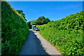 West Somerset : Country Lane