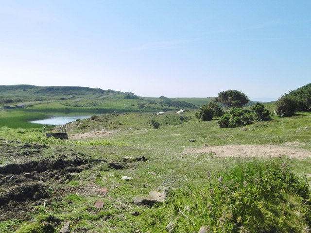 Rathlin Island, sheep grazing
