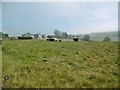 Ballyvoy, cattle grazing