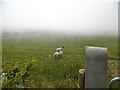 Ballyvoy, sheep grazing