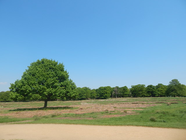 Oak Tree in Richmond Park