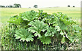 Giant rhubarb, Soldierstown (July 2018)