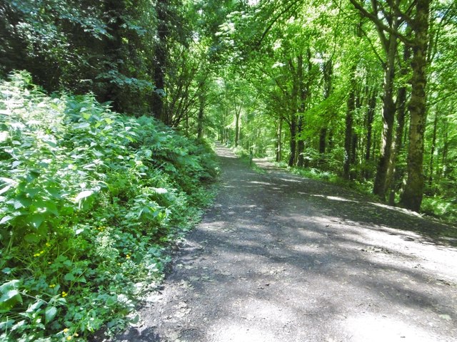 Glenarm, woodland walk © Mike Faherty :: Geograph Ireland