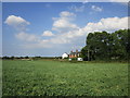 Field of peas and Gardham Cottages