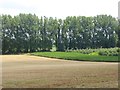 Fields and trees near Haselbury Plucknett