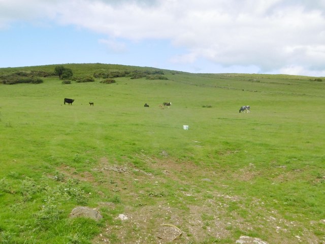 Feystown, cattle grazing