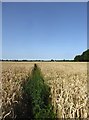 Footpath through a cornfield, July 2018