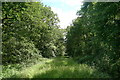 Path through Dibbins Wood